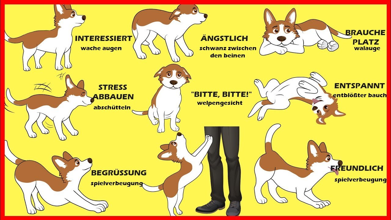 Die Körpersprache von Hunden erklärt