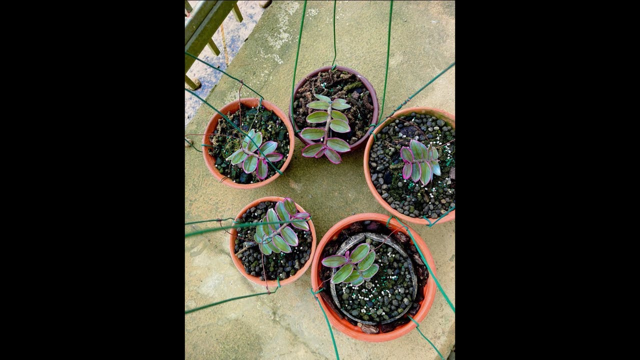 Ngắm mầm non các cụ ơi 0974827219
