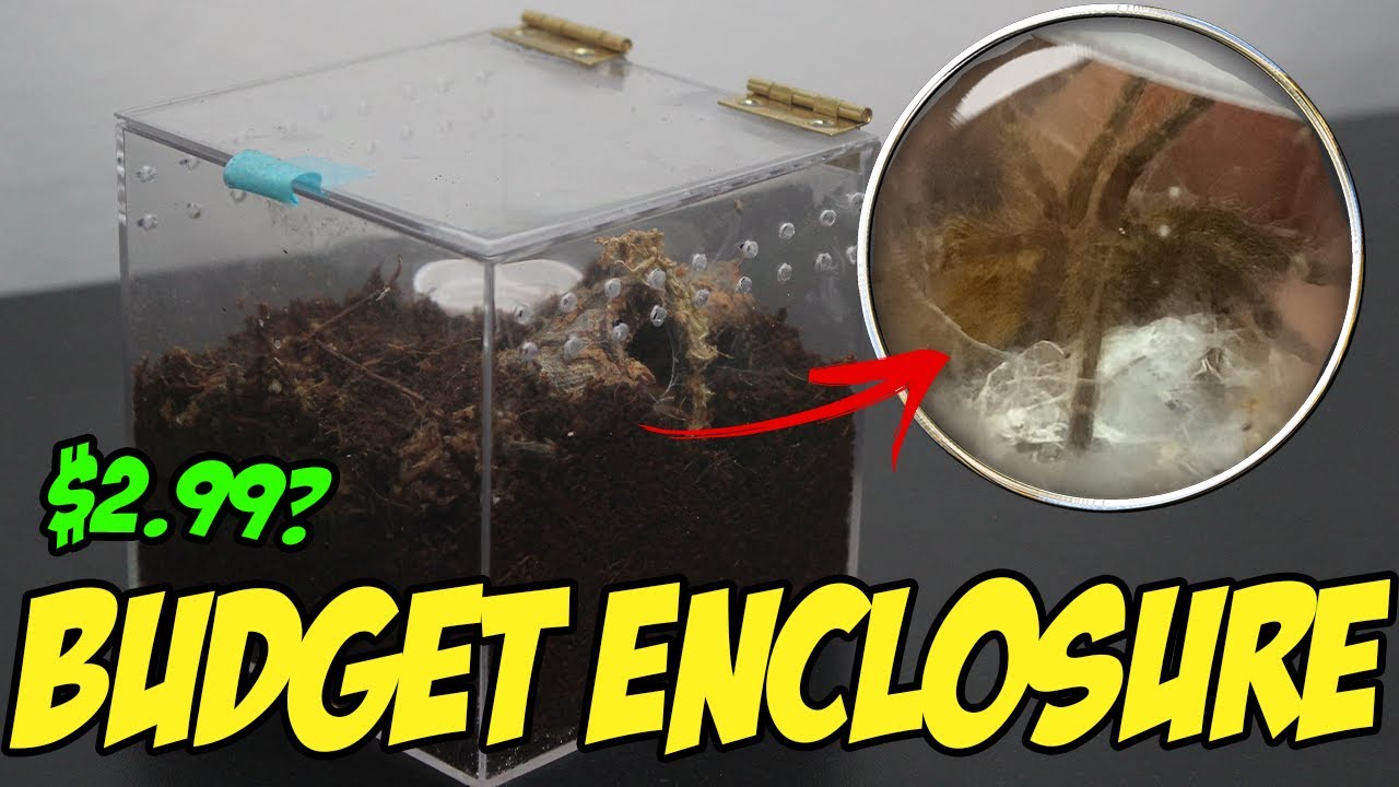 BUDGET Tarantula Enclosure ft. Pterinochilus murinus