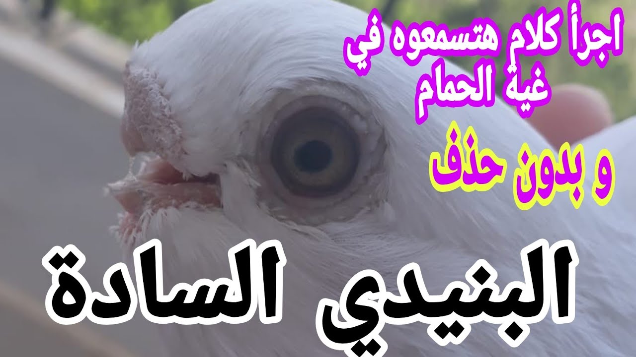 صراع البقاء في غية #الحمام_الغزار