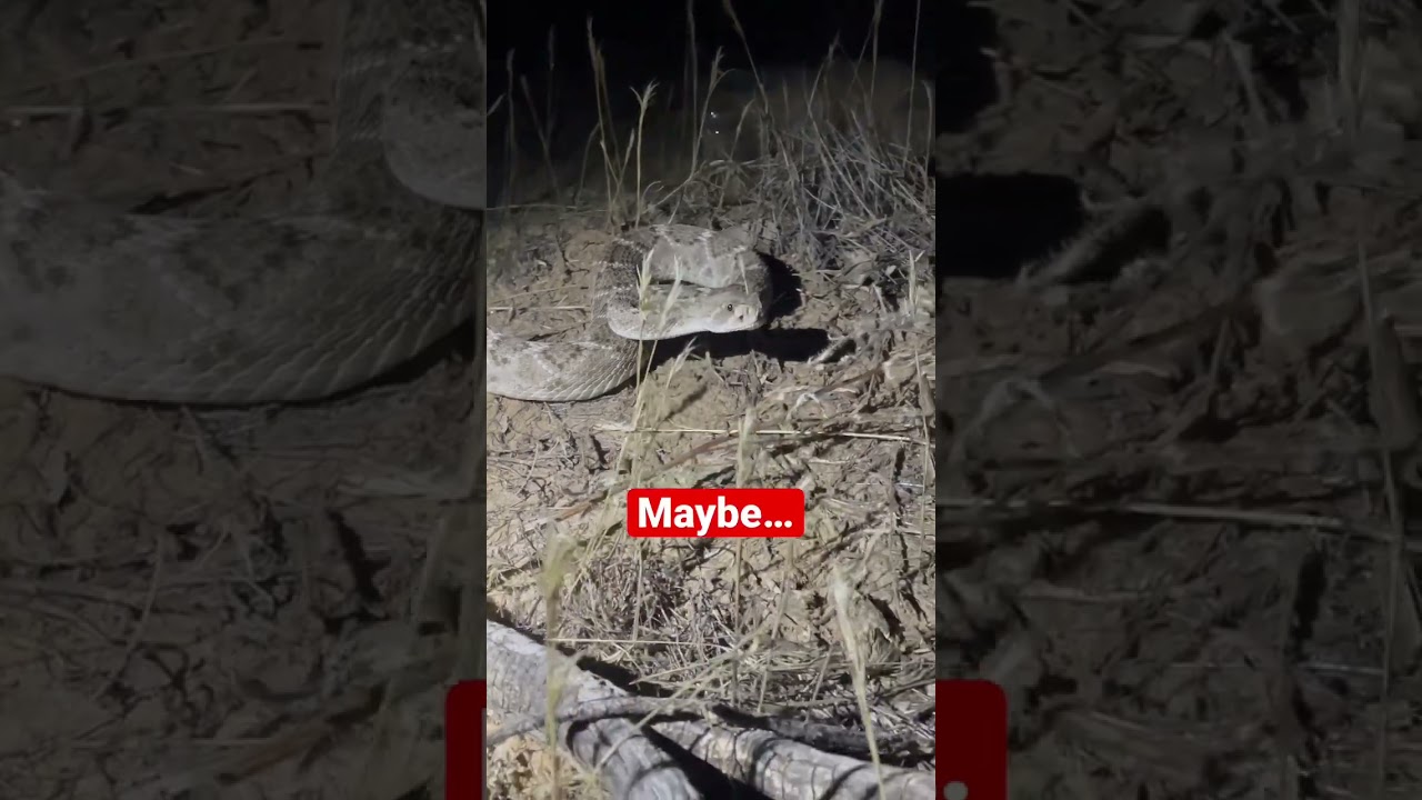 When My Wife Asks Where I Was Last Night! 😬 #herping #reptiles #snake