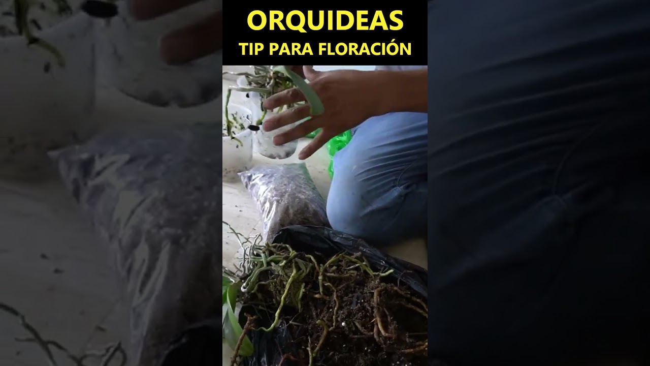 Tip para floración 2 veces al año 
