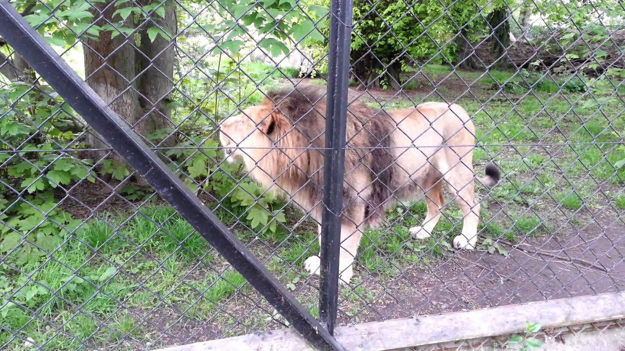 Lion at Chester Zoo
