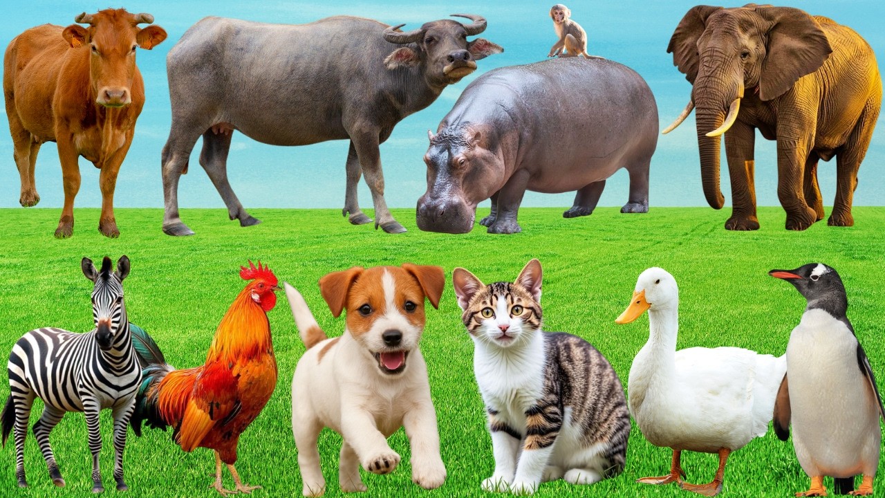 🎶 Khúc Hát Dễ Thương Trên Đồng Quê – Bò, Gà, Dê & Mèo 