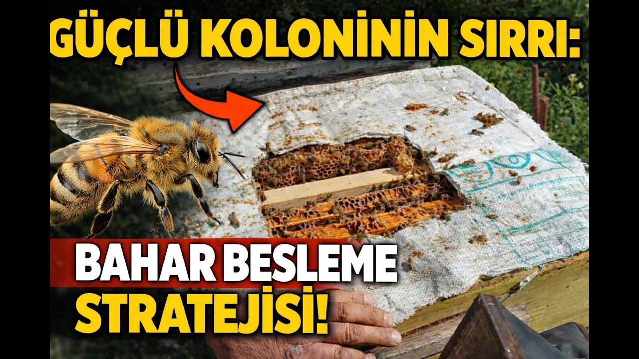 Güçlü Koloninin Sırrı . Bahar Besleme Stratejisi