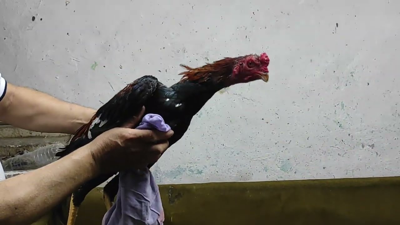 ///  HOROZLARI GÖRMEYE FINDIK TÜCCARLARI GELMİŞ ///