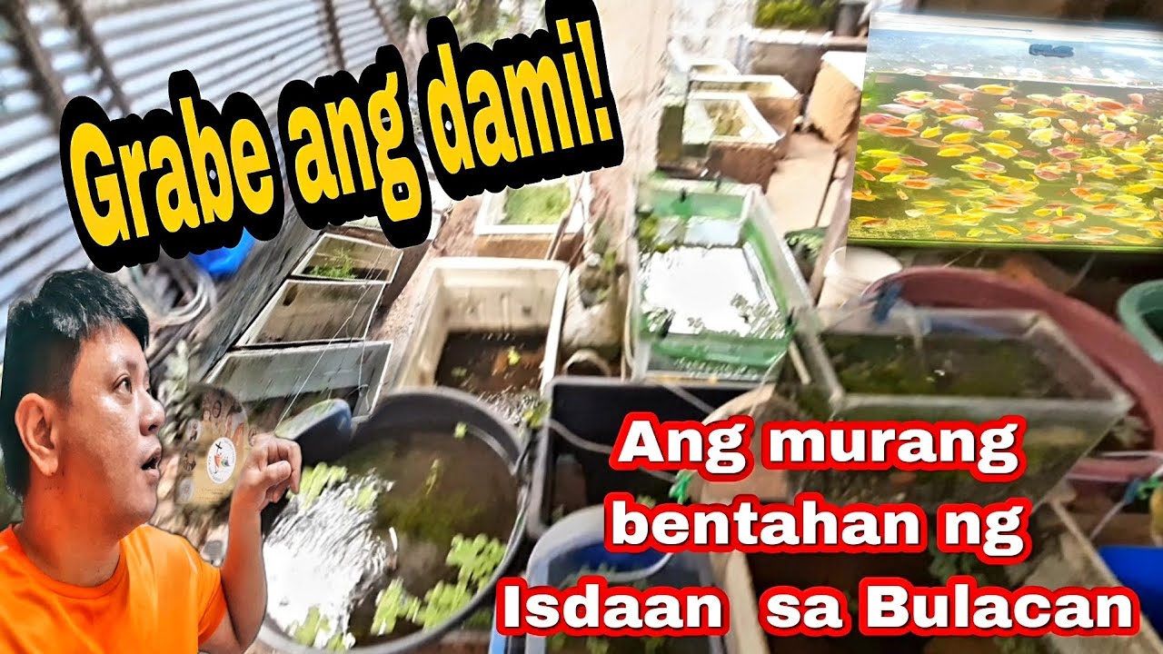 Murang bentahan ng isdaan sa bulacan Guppy fish 3-20-2025