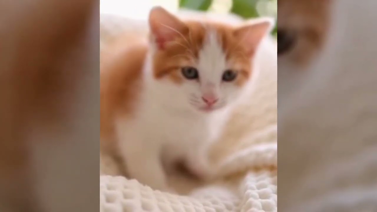 “The Growing Journey of Kittens | From Soft Meows to Playful Mischief 🐱”