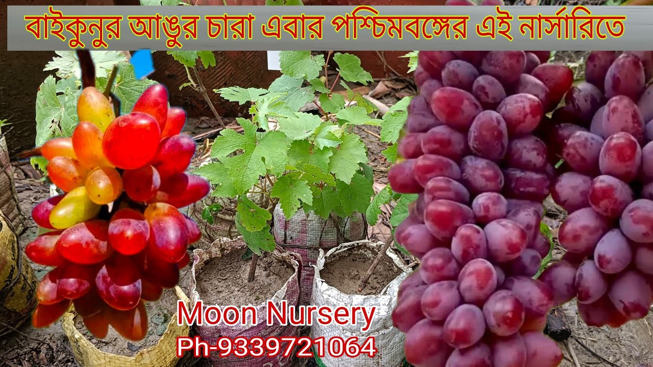 অরিজিনাল বাইকুনুর আঙুর চারা এবার পশ্চিমবঙ্গের মুন নার্সারিতে || Baikonur Grapes farming in India