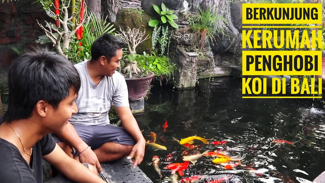 Berkunjung ke rumah penghobi koi di gianyar pulau bali part1