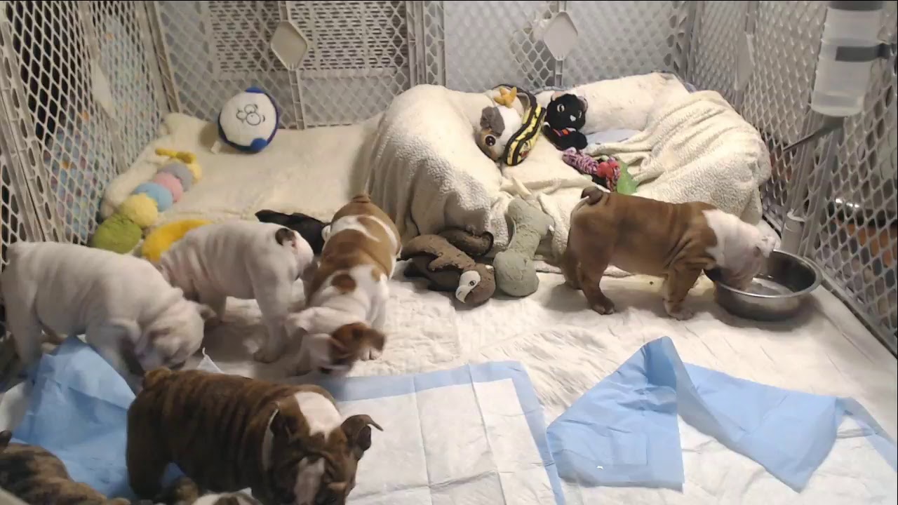 Bulldog Puppy Watch - Day 59