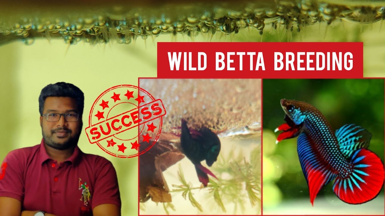 ~Wild Betta Fish~ Breeding in Tamil | 💯 Easy & Successful Method !!!