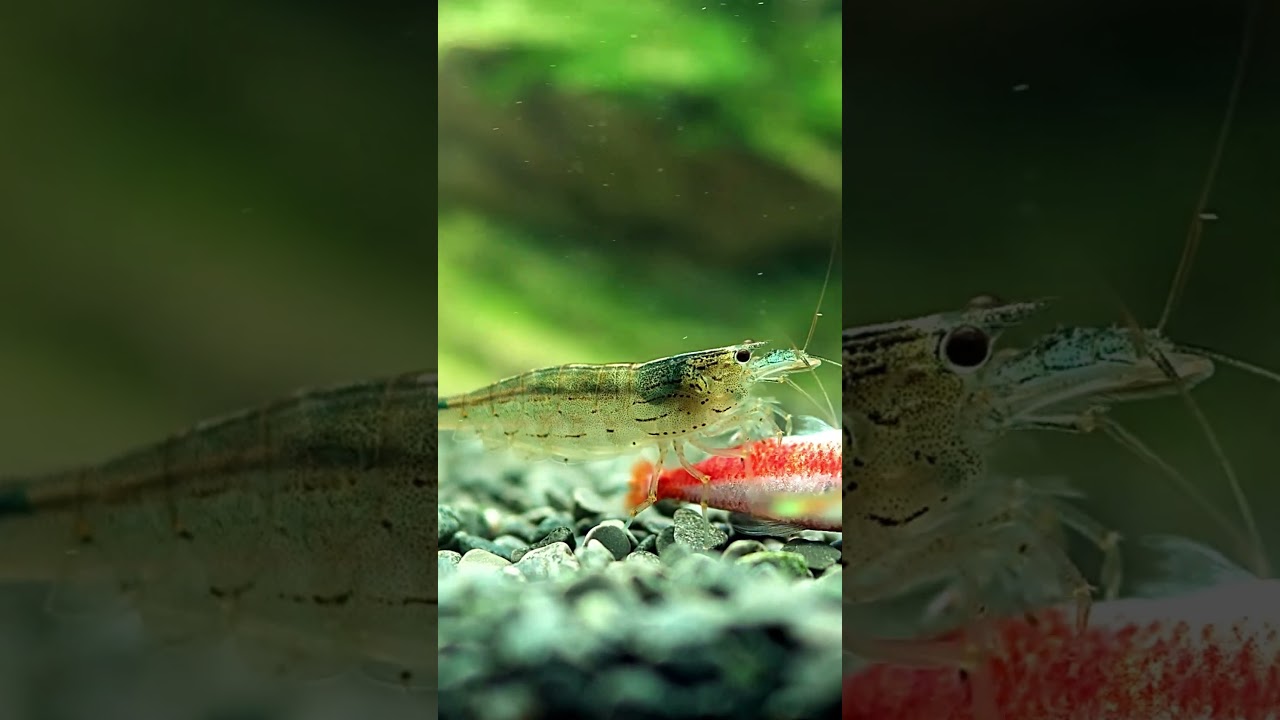 Amano Shrimp - Caridina multidentata Taking care of Business