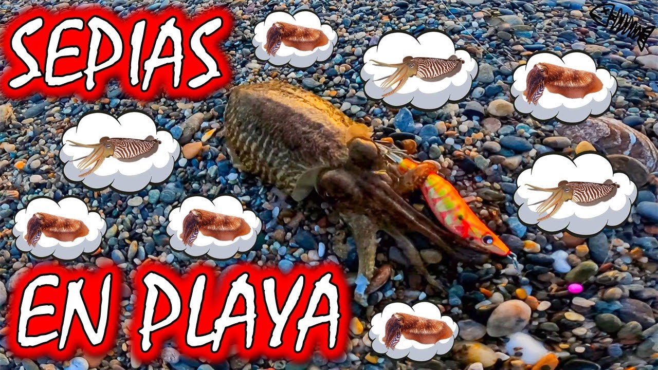 PESCA de SEPIAS en DÍA NUBLADO desde PLAYA!