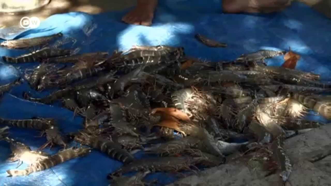 Budidaya Udang Ekologis di Vietnam