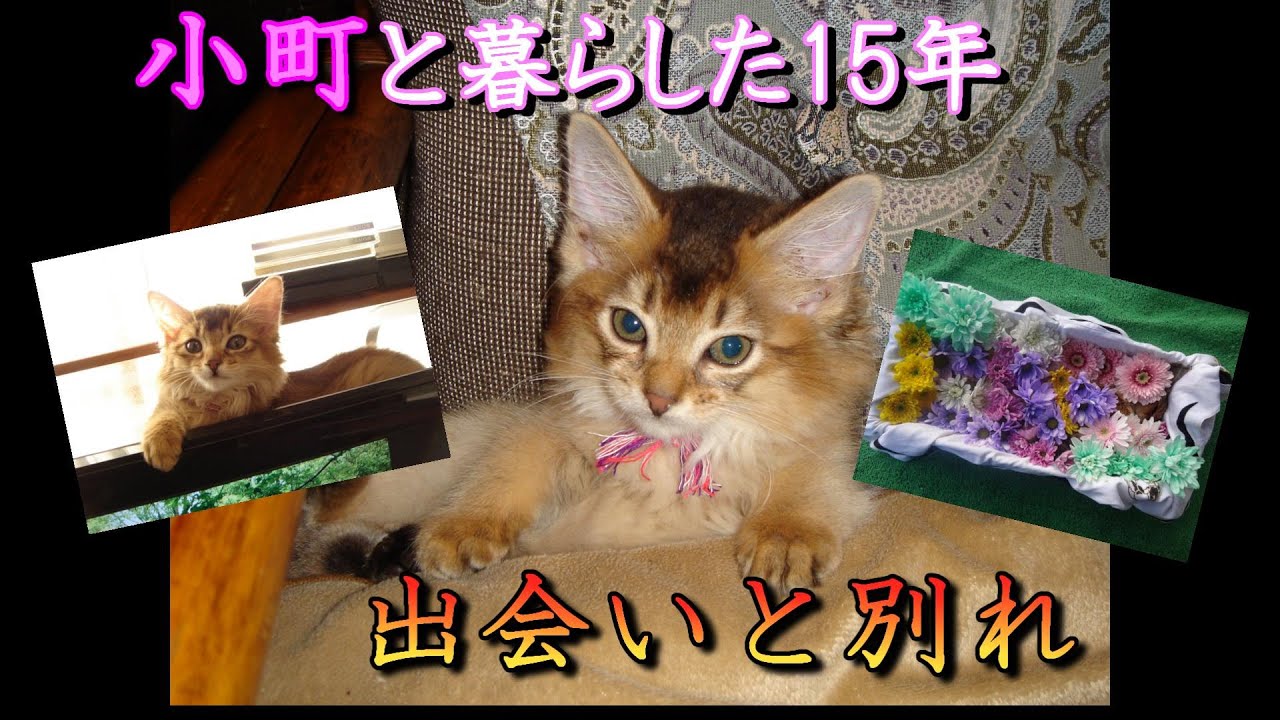 お別れ　大好きだった小町との出会いと別れ　愛猫　ソマリ