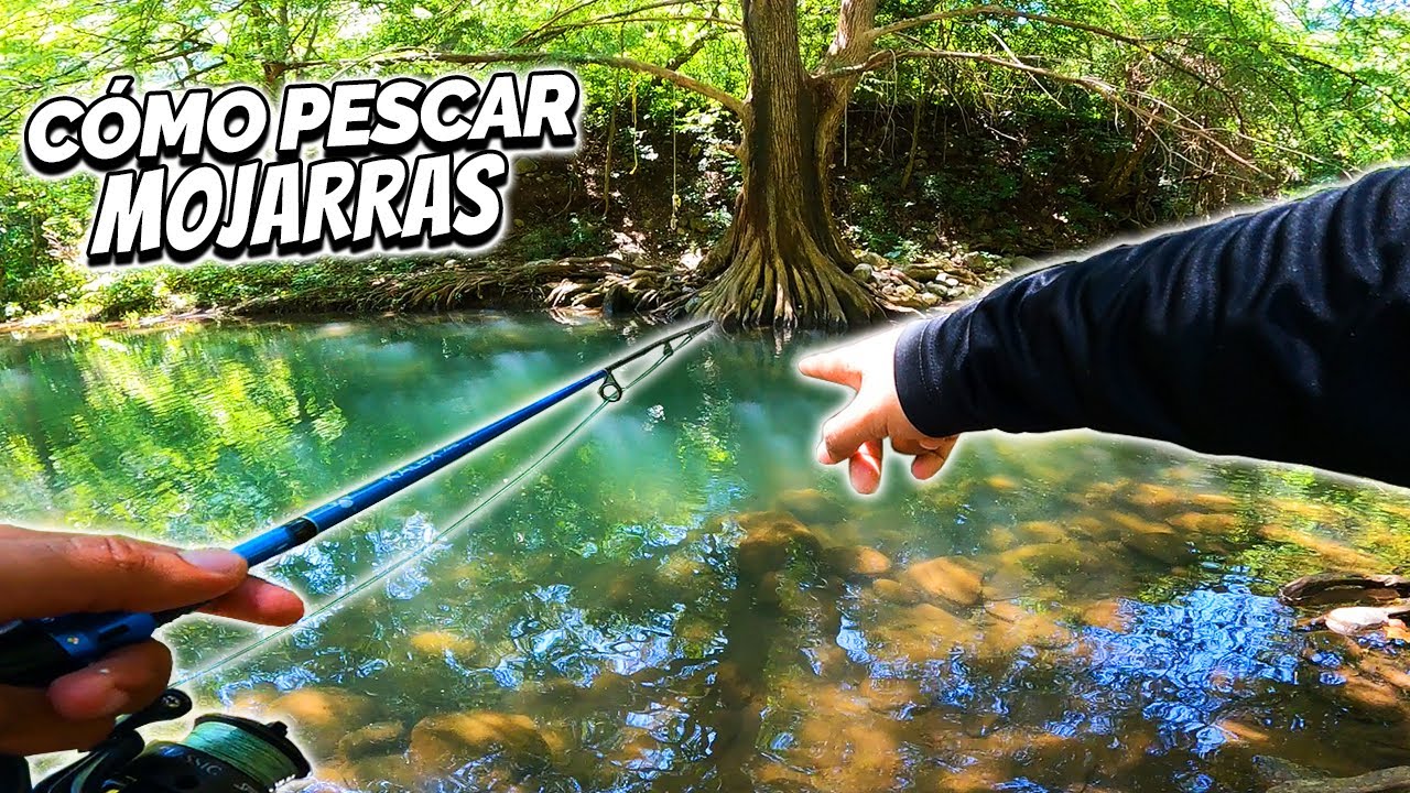 C&oacute;mo Pescar MOJARRAS (muy f&aacute;cil)