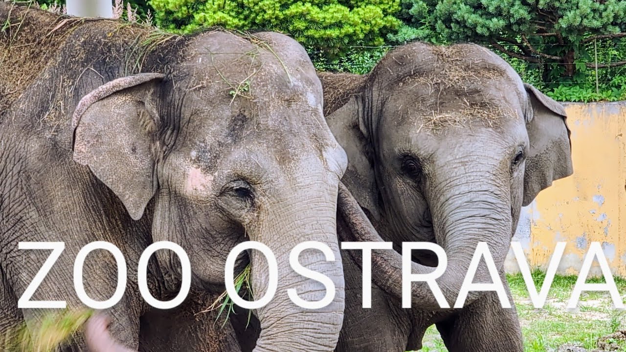ZOO Ostrava / Ostrava ZOO 2024: PROCHÁZKA CELOU ZOO 🦁 Novinky a Expozice!