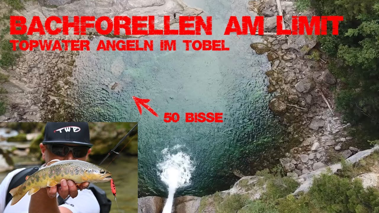 Bachforellen am Limit
