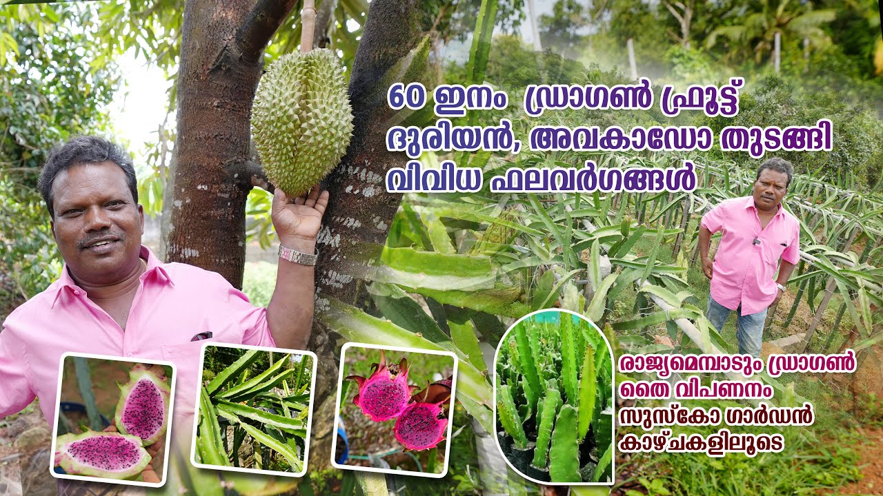 പൊക്കം  കുറച്ചും  ഡ്രാഗൺ വളർത്താം! !60 ഇനം  ഡ്രാഗൺ ,ദുരിയൻ, അവകാഡോ തുടങ്ങി  വിവിധ ഫലവർഗങ്ങൾ