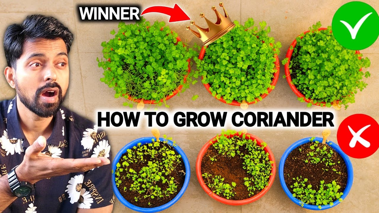 5 दिन में धनियां ऐसे उगाओ I How to Grow Coriander from seeds at Home
