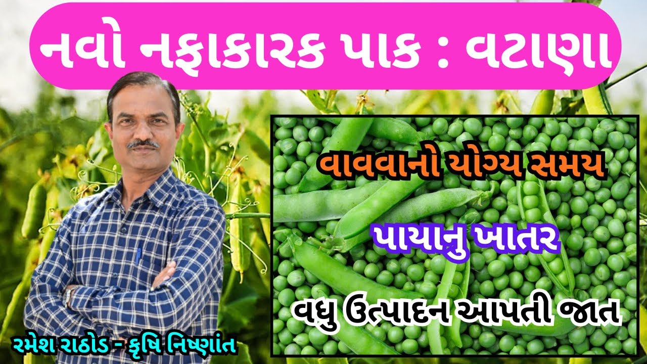 નવો નફાકારક પાક વટાણા | વટાણા ની વૈજ્ઞાનીક ખેતી પદ્ધતી | Vatana ni Kheti Padhati | Greenpeas | વટાણા