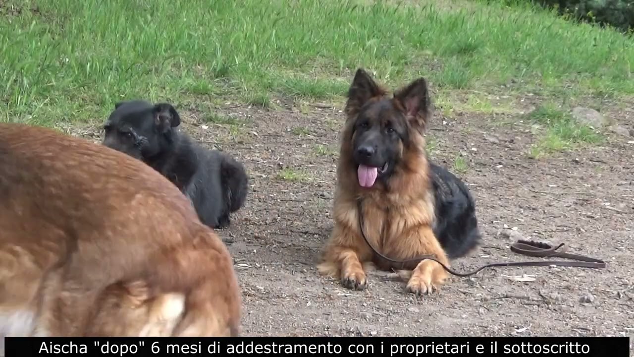 Pastore Tedesco Rivede i proprietari dopo sei mesi