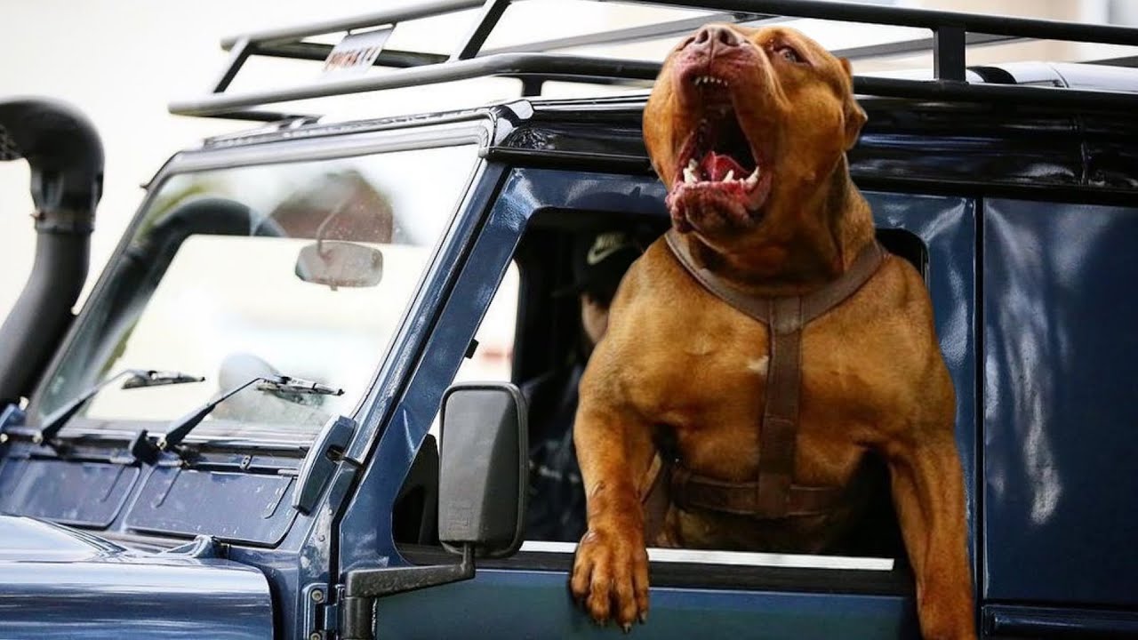 The Top 10 American Dog Breeds