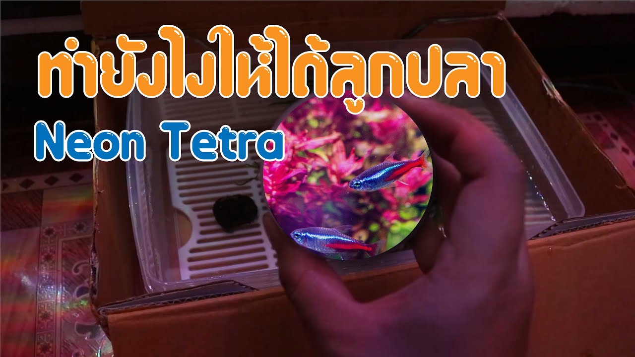 เพาะปลานีออนง่ายๆ