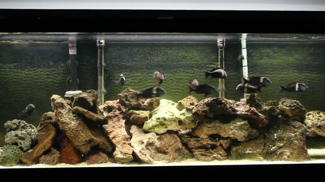 Breeding Group of Tropheus Duboisi (Maswa)