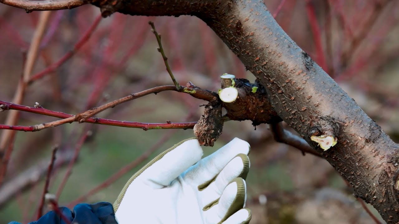 COME POTARE IL PESCO &ndash; guida con consigli per la potatura del frutteto