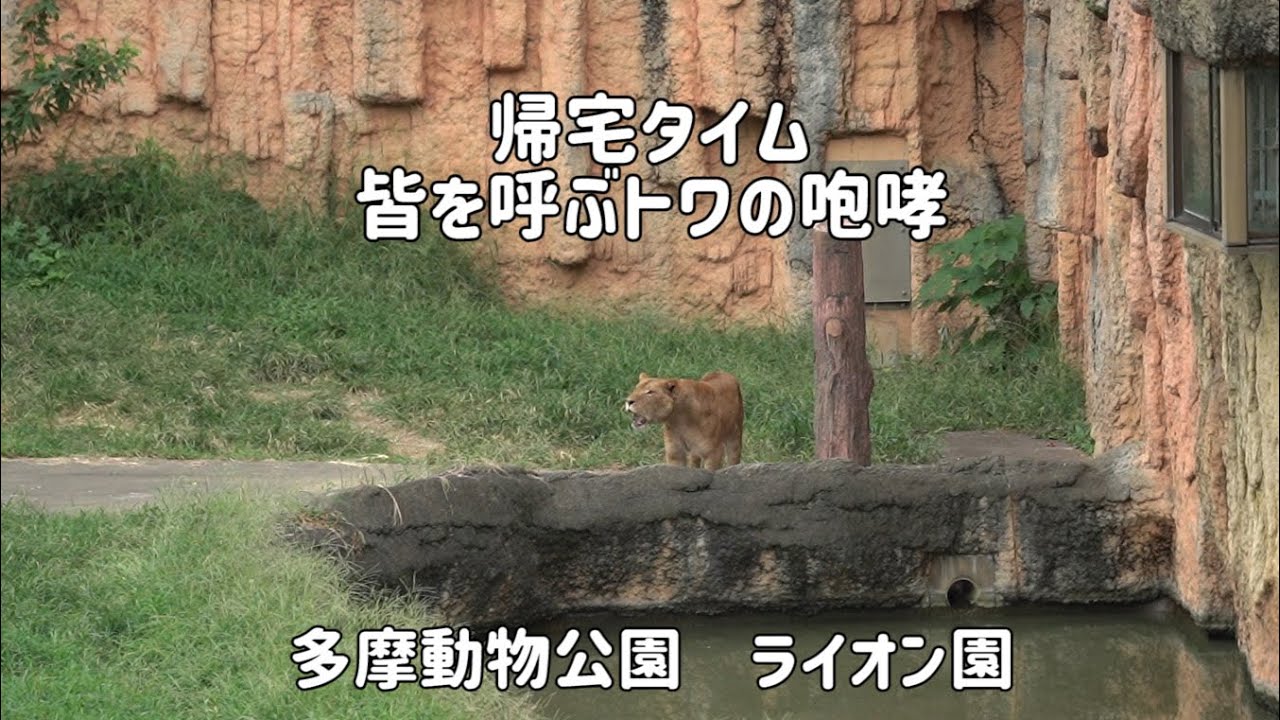 ライオン園　帰宅タイム皆を呼ぶトワの咆哮　応えたのはイチゴでした　多摩動物公園