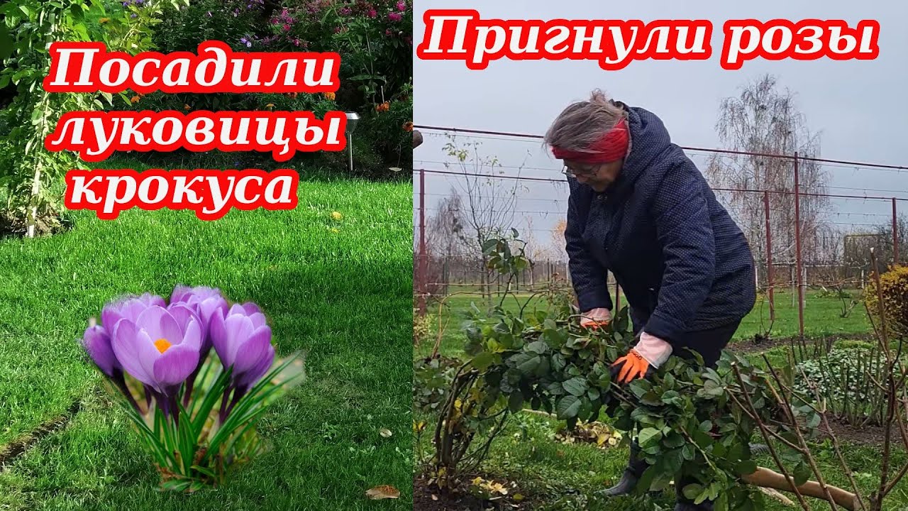 Готовим розы к морозу. Цветок КРОКУС, посадили луковицы. Обрезка смородины. Деревня Беларуси.