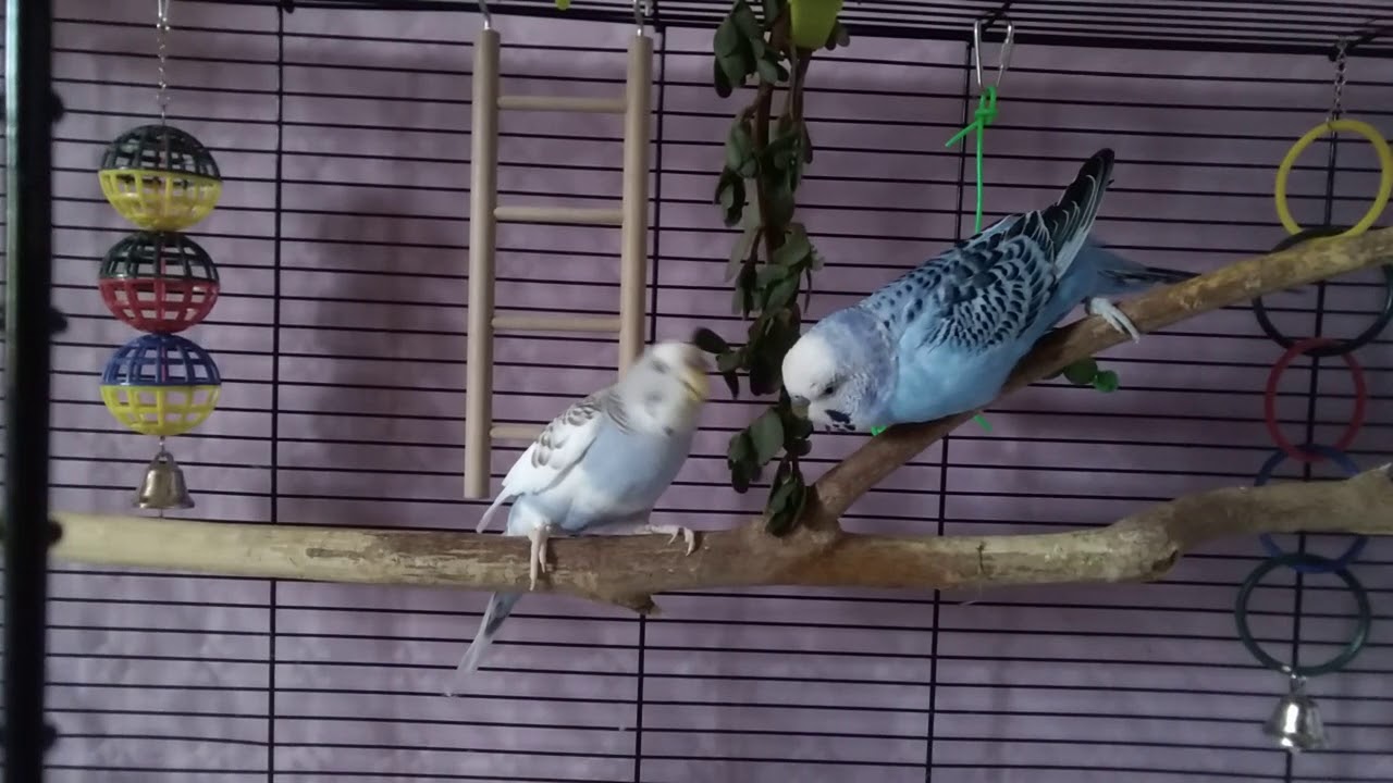 🐦Cocorite;momenti: ci piace la portulaca!... 🐦