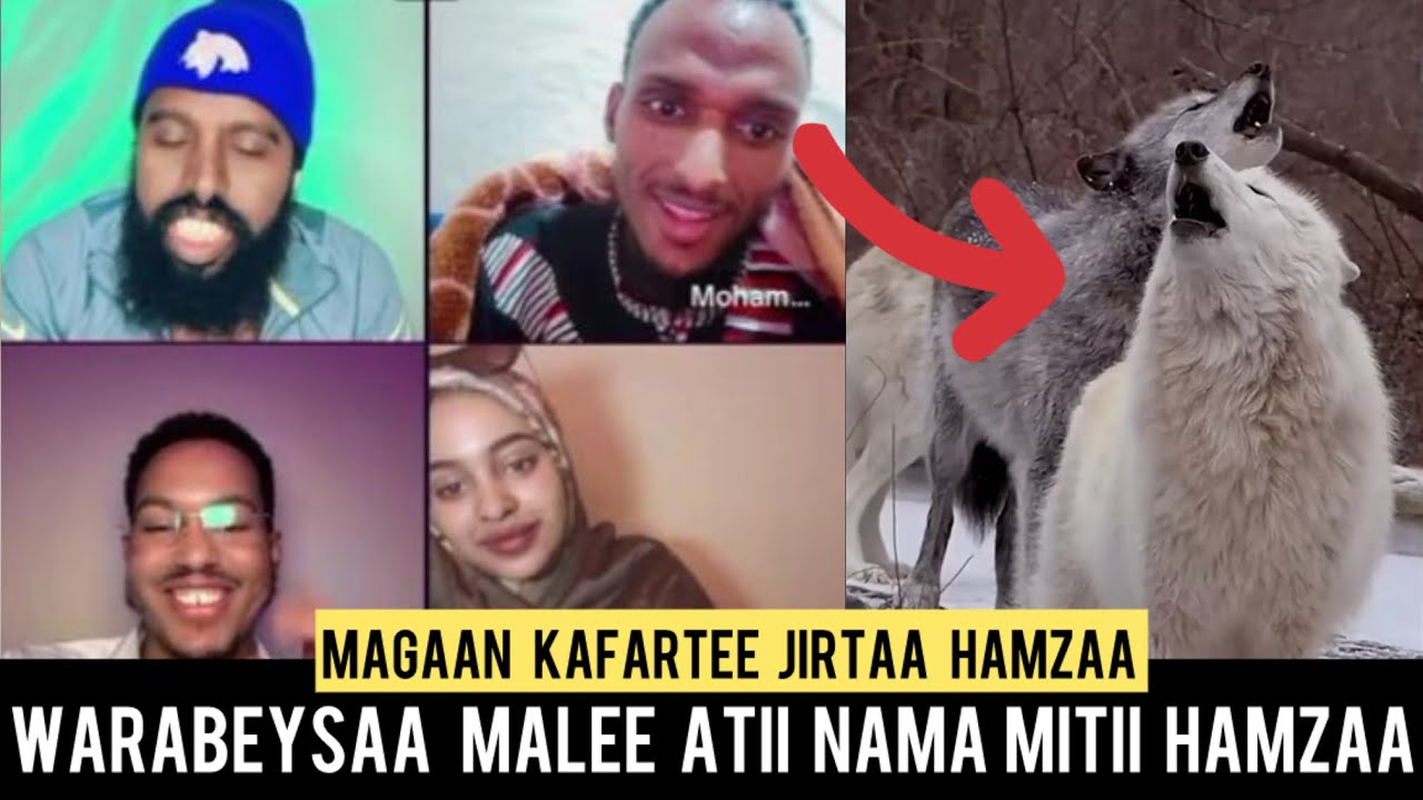 Oro funny Hamzaa shek jabiir  Akka warabeysattii yuusu qabdaa koflaan nu fixaan akkam