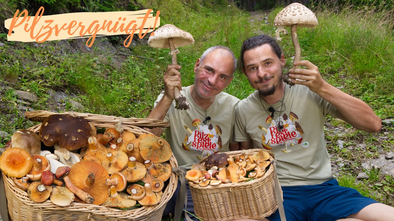 Frische Steinpilze, gigantische Parasole und ein Meer von Reizkern im Pilzsommer 2025 😎