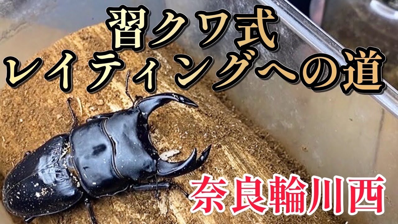 良いの出したる！【オオクワガタ産卵セット】