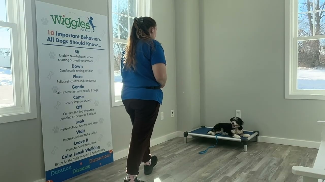 Roxie- Working on place, sit, down, and leash walking