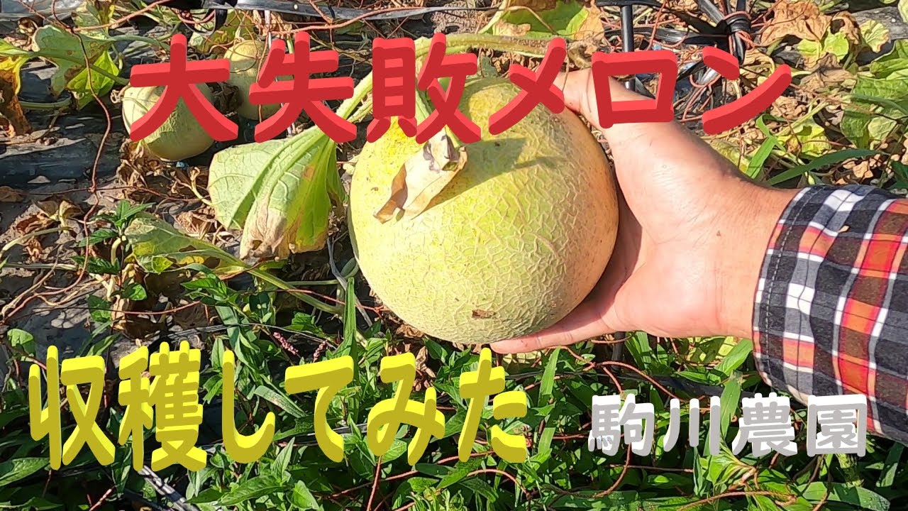 大失敗メロン収穫してみた　目指せ100品目　邑南町　駒川農園　21.7.30