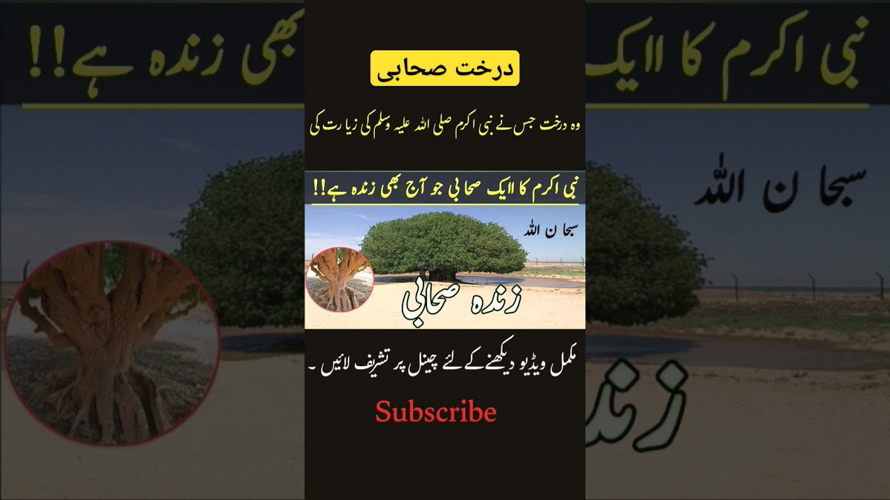Sahabi Darakht Tree #shorts #youtubeshorts #shortvideo #sunodekhosamjho