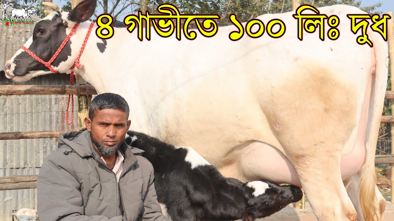 নতুন খামারীদের জন্য বাছাইক্রত ৪টি বাচ্চাসহ দুধের গাভী। প্রবাসীদের আর চিন্তা নাই ঘড়ে বসেই প্রবাসের আয়