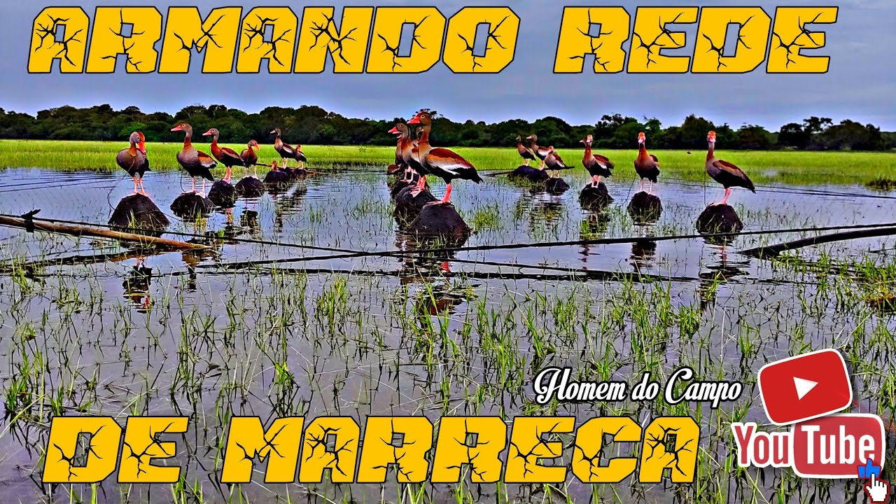 (ARMADILHA)- REDE DE PEGAR MARRECA🦆🦆🦆