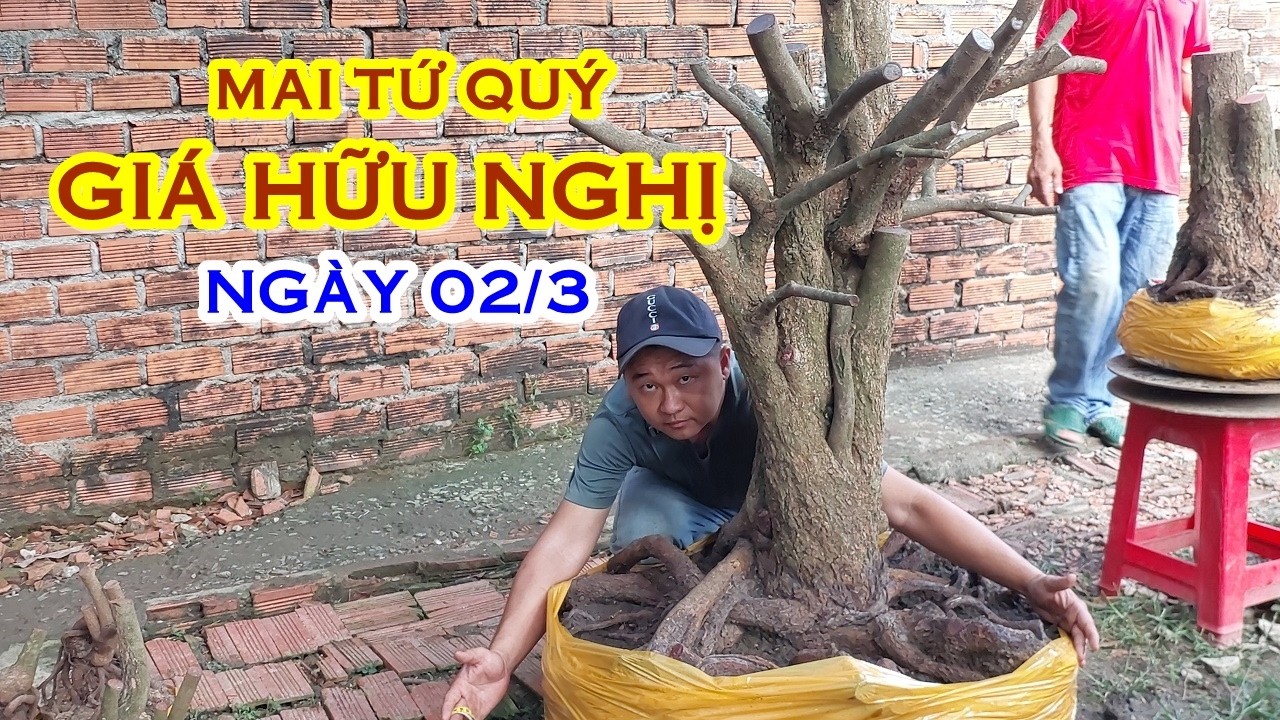 THOA 📲 O987879749 GI&Aacute; TỐT - MAI TỨ QU&Yacute; D&Aacute;NG ĐẸP GIAO LƯU NG&Agrave;Y 02/3 