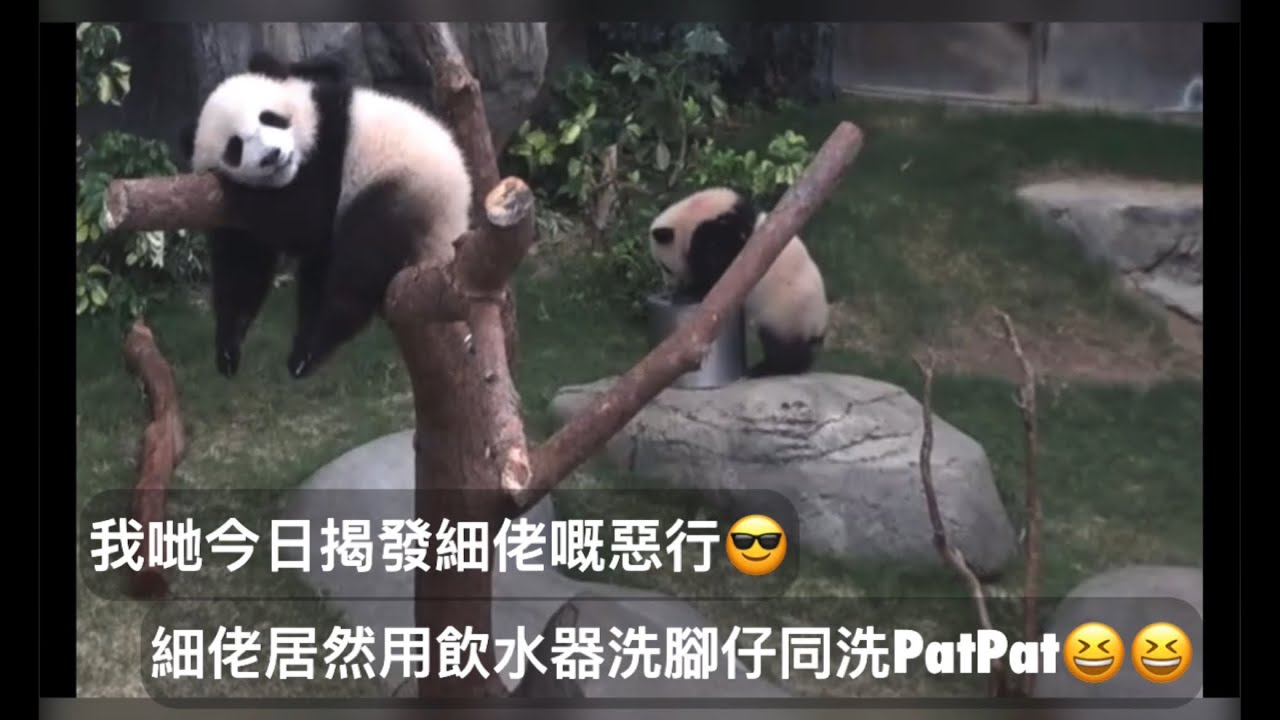 ｜家姐細佬盈盈同場｜舉報細佬惡行，洗脚水｜Ocean Park｜香港大熊貓｜海洋公園｜遊遊蕩蕩放空記｜飲水器洗腳仔洗patpat|家姐係最靚佈景板｜
