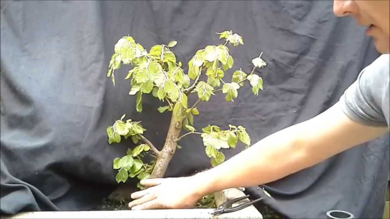 Fagus Sylvatica Bonsai 1