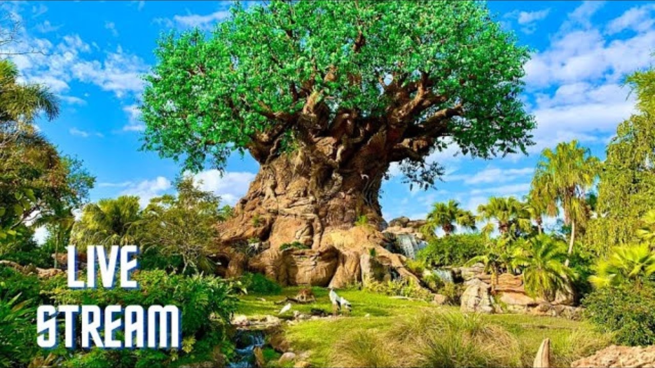 best of animal kingdom live stream plus picking winner of anniversary giveaway