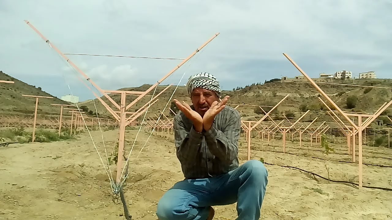 افضل طريقة لشد اسلاك  تدعيمة حرف Y لأشجار العنب