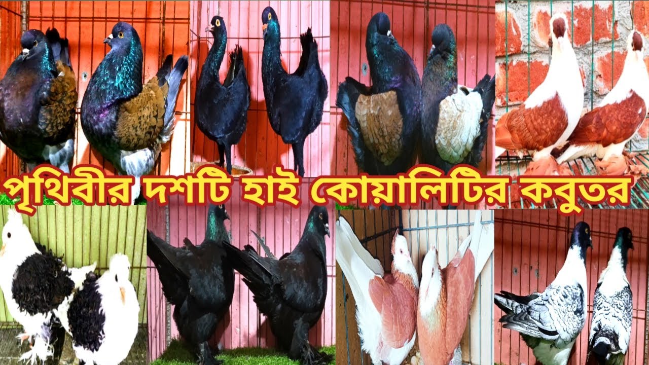রাব্বি ভাইয়ের থেকে খামার থেকে কবুতর কিনুন শকিং মডানা লাহুড়ি রিসার রাজগোল্লা ইত্যাদি  