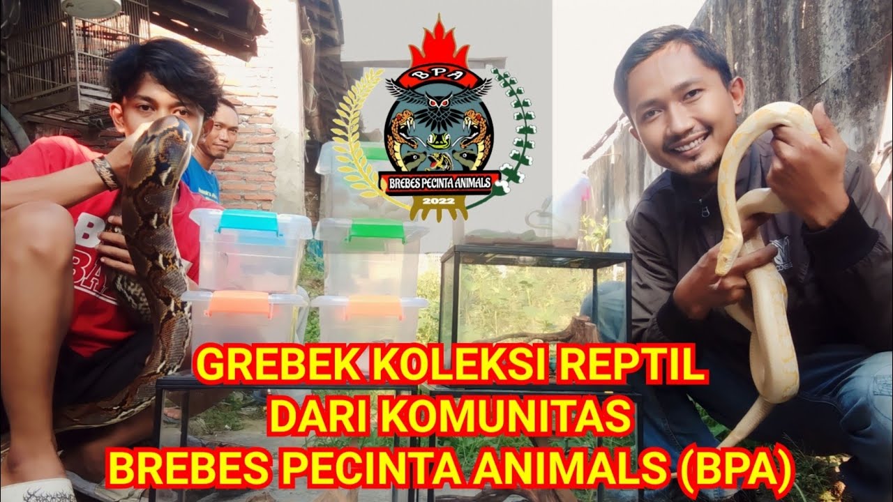 GREBEK KOLEKSI REPTIL DARI KOMUNITAS BREBES PECINTA ANIMALS (BPA)