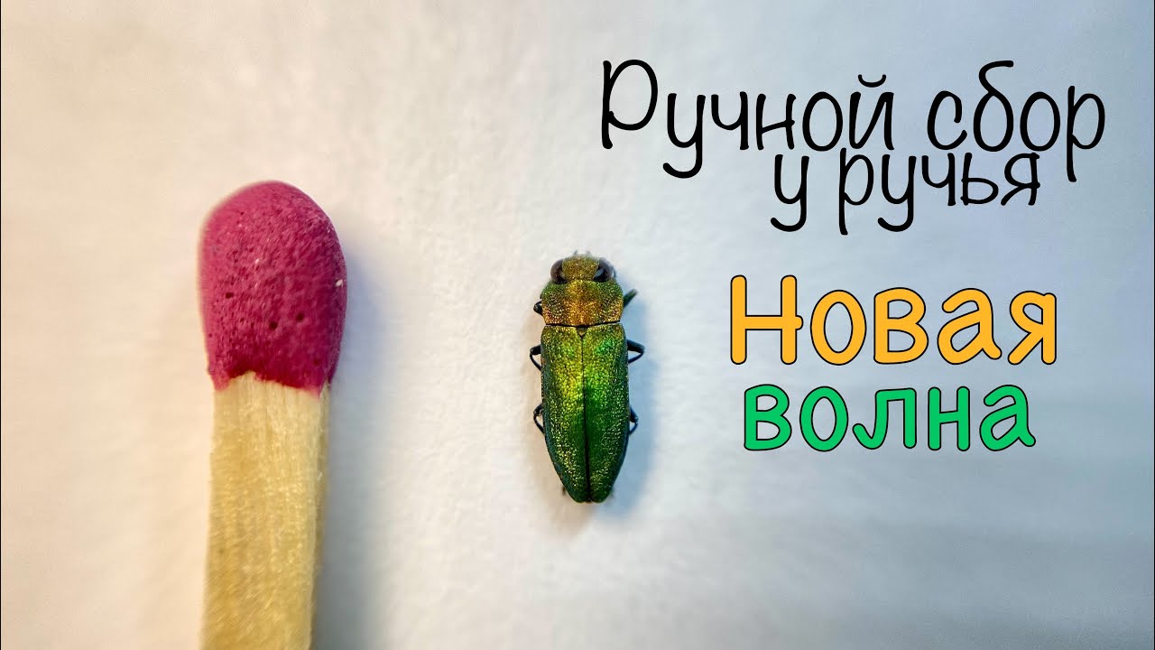 Усачи и Златки ! Как меняется фауна в конце Мая